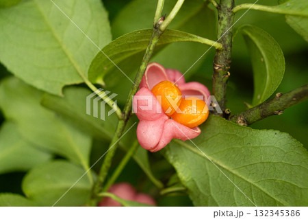Beautiful Spindle Tree Fruits with Seeds Macro View Beautiful Spindle Tree Fruits with Seeds Macro View 132345386