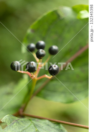 Closeup of Wild Berries Growing in Alpine Nature 132345398