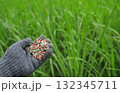 farmer hand hold chemical fertilize for using in green rice filed before harvesting 132345711