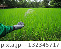farmer hand hold chemical fertilize for using in green rice filed before harvesting 132345717