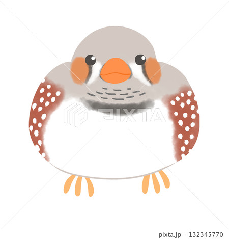 キンカチョウ　ノーマル 132345770