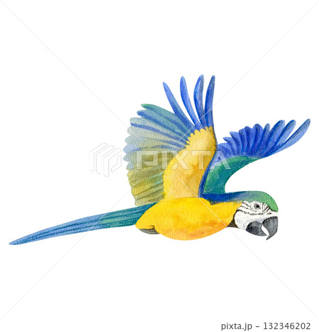 Vibrant watercolor illustration of a flying blue and yellow macaw parrot. Hand-painted in rich tropical colors 132346202