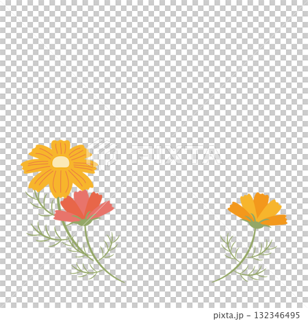 Two-color rough cosmos flower illustration 132346495