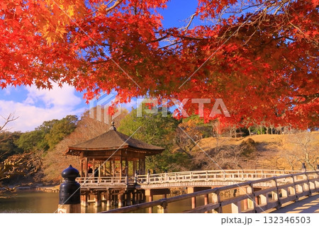 奈良公園（奈良県奈良市）浮見堂周辺の紅葉 132346503