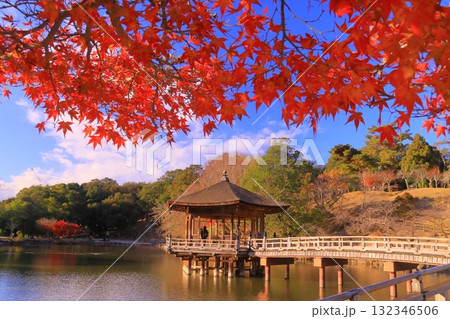 奈良公園(奈良県奈良市)浮見堂周辺の紅葉 奈良公園(奈良県奈良市)浮見堂周辺の紅葉 132346506