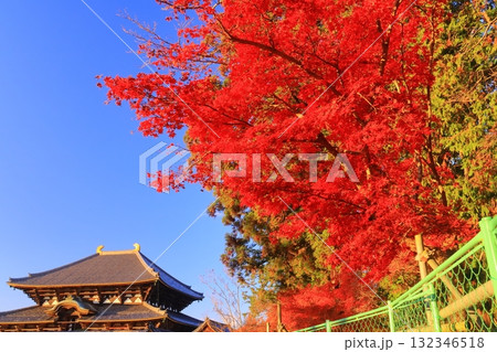 東大寺（奈良県奈良市）大仏殿周辺の鮮やかな紅葉 132346518