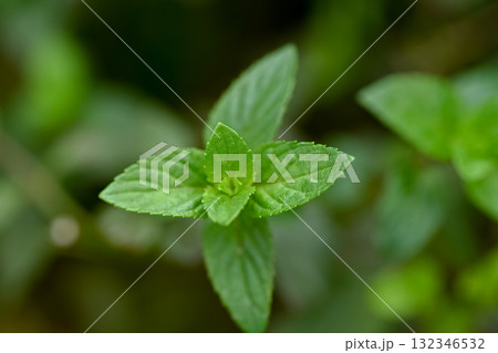 ペパーミント ペパーミント 132346532