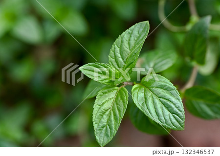 ペパーミント 132346537