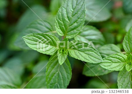 ペパーミント 132346538