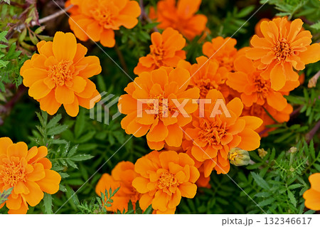 マリーゴールド 132346617