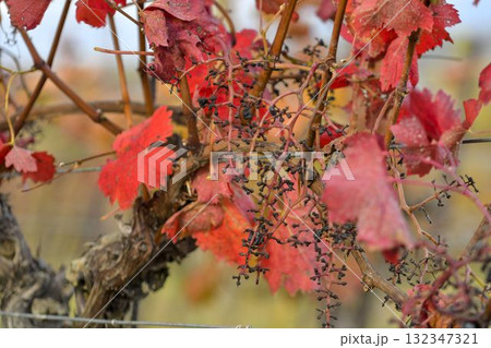View of a vineyard destroyed after an attack by starlings. Grapes damaged after an attack by starlings. The concept of agriculture, viticulture, and damage caused by starlings. View of a vineyard destroyed after an attack by starlings. Grapes damaged after an attack by starlings. The concept of agriculture, viticulture, and damage caused by starlings. 132347321