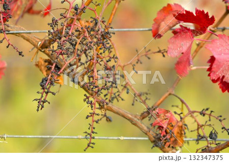 View of a vineyard destroyed after an attack by starlings. Grapes damaged after an attack by flock of starlings. The concept of agriculture, viticulture, and damage caused by starlings. 132347375
