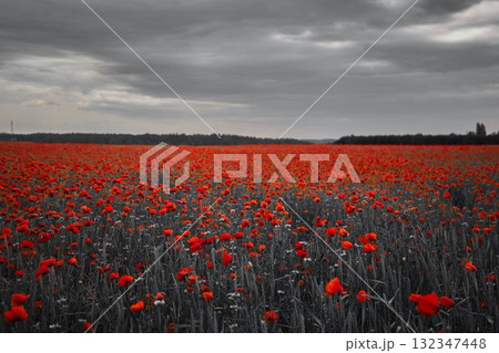 World War remembrance day. Red poppies in the field. Background imagery for remembrance or armistice day World War remembrance day. Red poppies in the field. Background imagery for remembrance or armistice day 132347448