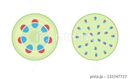双子葉類と単子葉類と維管束のイラスト 双子葉類と単子葉類と維管束のイラスト 132347727