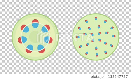 双子葉類と単子葉類と維管束のイラスト 双子葉類と単子葉類と維管束のイラスト 132347727
