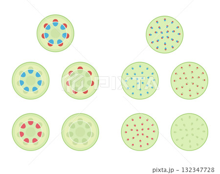 双子葉類と単子葉類と維管束のイラスト素材セット 132347728