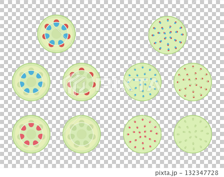 双子葉類と単子葉類と維管束のイラスト素材セット 132347728
