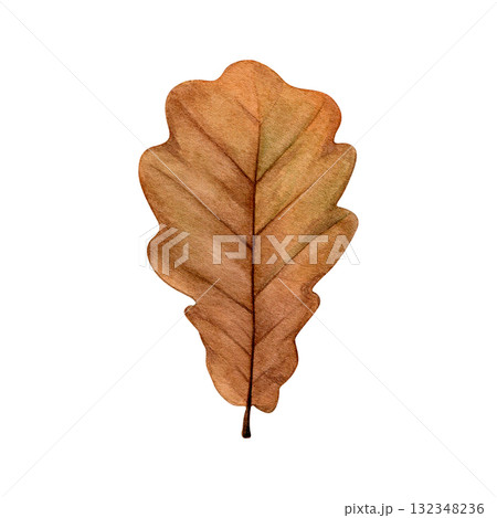 Watercolor painting of an autumn oak leaf on a white background. Good for postcards, books, invitations, greeting cards, wallpaper and textiles. 132348236