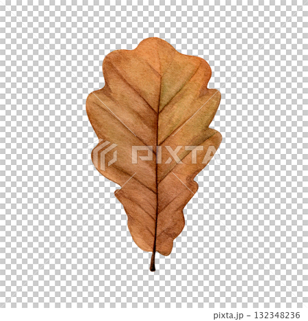 Watercolor painting of an autumn oak leaf on a white background. Good for postcards, books, invitations, greeting cards, wallpaper and textiles. Watercolor painting of an autumn oak leaf on a white background. Good for postcards, books, invitations, greeting cards, wallpaper and textiles. 132348236