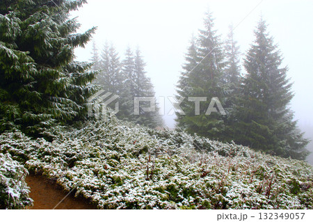 First snow in forest. Mountain landscape with spruce forest First snow in forest. Mountain landscape with spruce forest 132349057