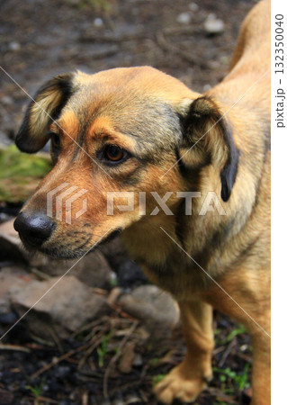 Curious homeless dog asking for food. Dog looking sadly forward 132350040