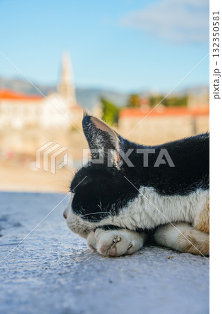 Calico cat sitting on the waterfront with a view of the Old Town of Budva in the background. 132350581
