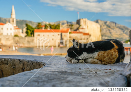 Calico cat resting near the sea in Budva, Montenegro, with its body angled sideways toward the camera and the Old Town in the background. 132350582