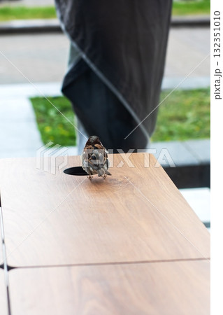 Artistic Wooden Table Display with Unique Decorative Object 132351010