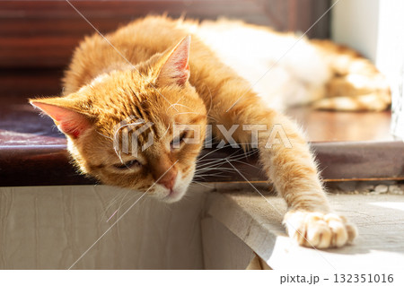 A Lazy Orange Cat Enjoys Relaxing Peacefully in the Sunlight 132351016