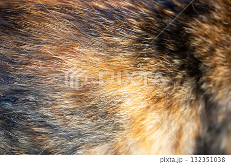 Close-Up of Shimmering Animal Fur in Natural Light 132351038