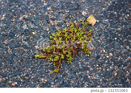 Vibrant Green Moss Thriving on an Asphalt Surface in Urban Areas 132351063