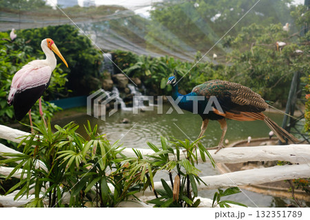 Colorful birds peacock and heron stand near a pond surrounded by lush greenery and a gentle waterfall in a tropical habitat 132351789