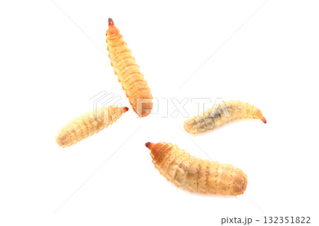 アメリカミズアブの幼虫たち 132351822