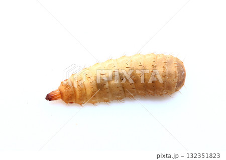 上から見たアメリカミズアブの幼虫 132351823