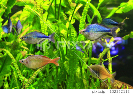 beautiful aquarium with colored fishes and underwater plants. Underwater life 132352112