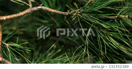 Abstract macro background with pine needles and soft blur, ideal for eco themes, wellness design and natural product visuals. Conceptually linked to aromatherapy and herbal healing Banner Abstract macro background with pine needles and soft blur, ideal for eco themes, wellness design and natural product visuals. Conceptually linked to aromatherapy and herbal healing Banner 132352160