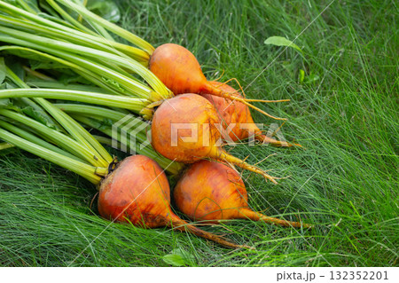 Bunch of harvested orange beets with foliage on the green grass. Bunch of harvested orange beets with foliage on the green grass. 132352201