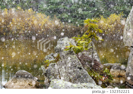 First snow at the mountain lake and a tree growing on rocks. First snow at the mountain lake and a tree growing on rocks. 132352221