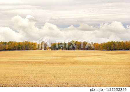 Autumn landscape in prairies with yellow stubbles and colorful trees. Autumn landscape in prairies with yellow stubbles and colorful trees. 132352225