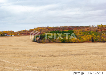 Autumn landscape in prairies with yellow stubbles and colorful trees. 132352231