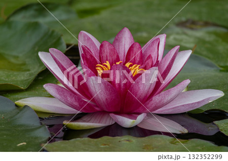 pink water lilie in a pond pink water lilie in a pond 132352299