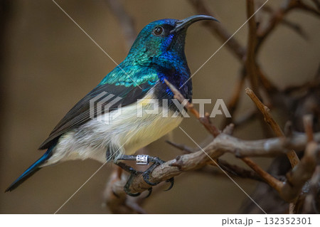 White-breasted sunbird,  Cinnyris talatala 132352301