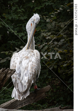 Dalmatian pelican Pelecanus crispus Dalmatian pelican Pelecanus crispus 132352303