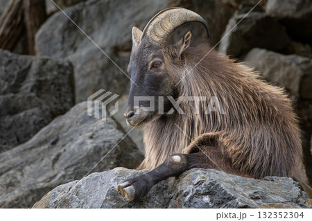 Mountain goat on the rocks. Mountain goat on the rocks. 132352304