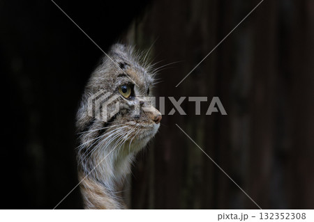 pallas cat eyeing up some food while sitting down 132352308