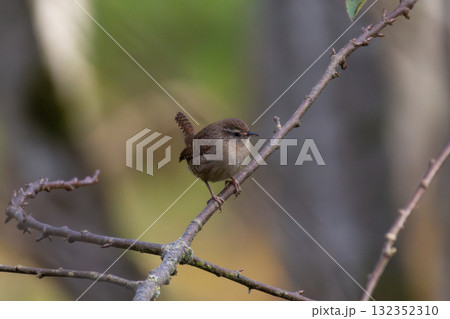 Eurasian Wren (Troglodytes troglodytes) on the branch. 132352310