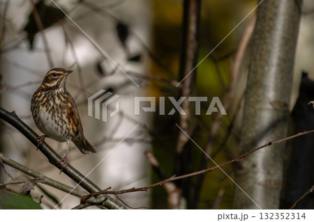 Wood bird Redwing, Turdus iliacus, sits on tree branch. 132352314