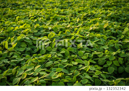 Close-up of soybean plants with green leaves showing healthy agricultural growth in summer field 132352342