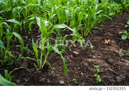 Fresh green young corn leaves growing on a garden. 132352355