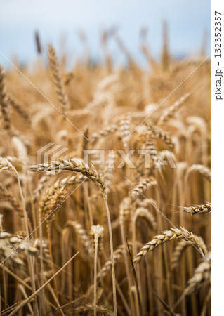 Close up golden ripe wheat spikes in summer farmland field Close up golden ripe wheat spikes in summer farmland field 132352357